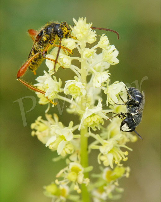 Bild: Braunrötlicher Spitzdeckenbock, Stenopterus rufus, Bockkäfer, Cerambycidae, Cerambycinae, Coleoptera, Käfer, Gelbe Resede, Reseda lutea