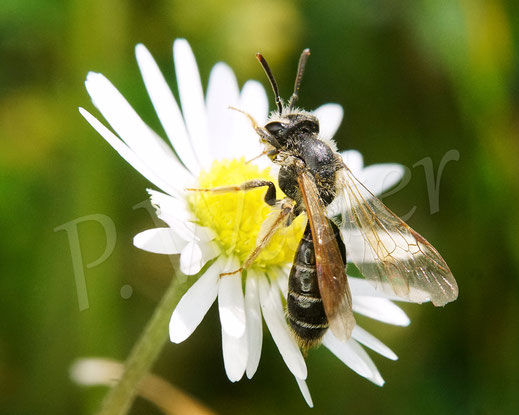 Bild: Gelbbeinige Kiel-Sandbiene, Goldbeinige Sandbiene, Andrena chrysosceles, Gänseblümchen, Bellis perennis, Wildbiene