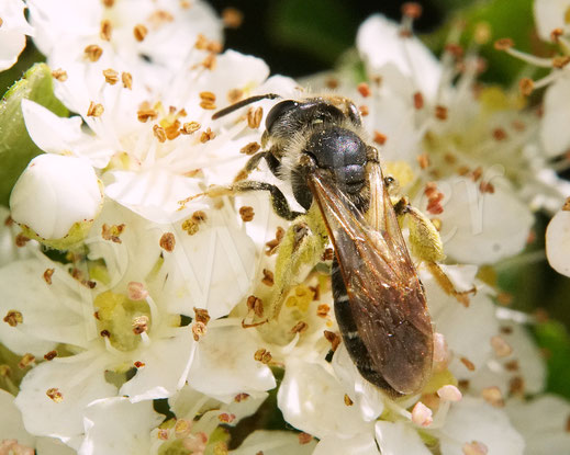 Bild: Gelbbeinige Kiel-Sandbiene, Goldbeinige Sandbiene, Andrena chrysosceles, Feuerdorn, Pyracantha, Wildbiene