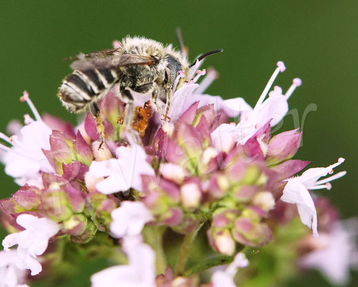 Bild: Luzerne-Blattschneiderbiene, Megachile rotundata, Männchen, Megachilidae, Wildbiene, Echter Dost, Oregano, Origanum vulgare, Blüte, Nektar, Pollen, Lippenblütler, Lamiaceae