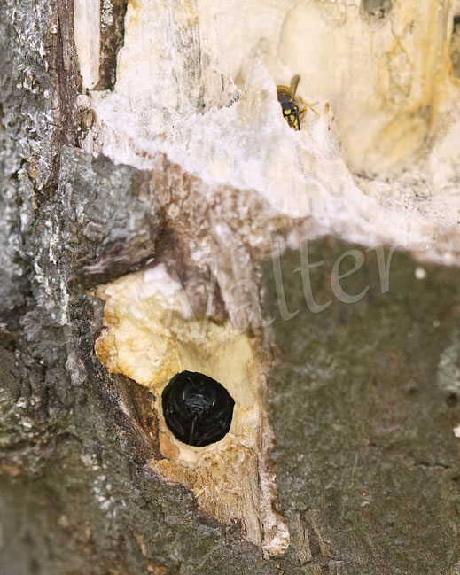 Bild: Blauschwarze Holzbiene, Große Holzbiene, Blaue Holzbiene, Xylocopa violacea, Weibchen, Wildbiene, wildbee, violet carpenter bee, Blauwzwarte houtbij, Totholz, Nistgang, Nistplatz