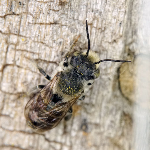 Bild: Luzerne-Blattschneiderbiene, Megachile rotundata, am Nistholz