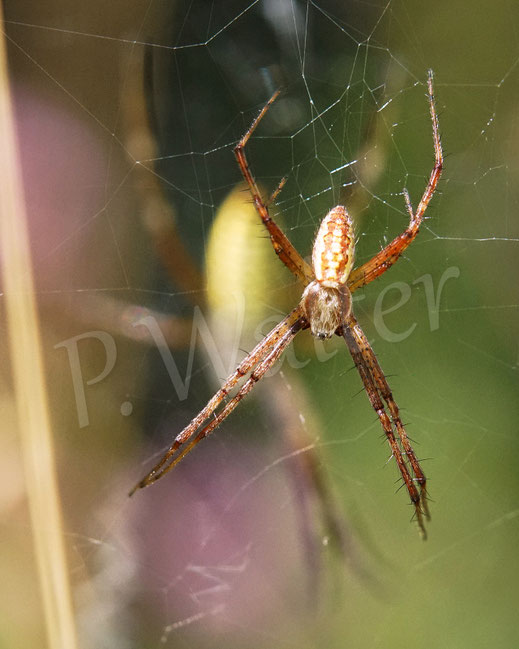 Bild: Wespenspinne, Argiope bruennichi, Radnetzspinne, Araneidae, Spinnennetz
