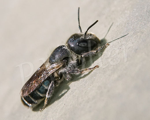 Bild: Stahlblaue Mauerbiene, Osmia caerulescens, Weibchen, Wildbiene