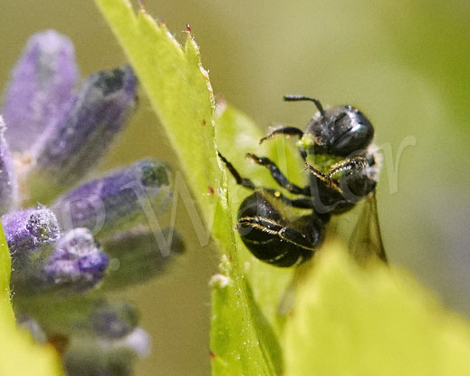 Bild: Schwarzspornige Stängel-Mauerbiene, Stängelbiene, Hoplitis leucomelana, Osmia leucomelana, Wildbiene, Pflanzenmörtel