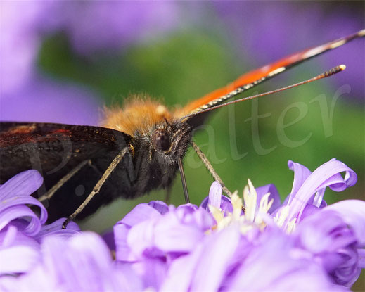 Bild: Tagpfauenauge an der Herbstaster, Schmetterling, butterfly, Tagfalter, Inachis io