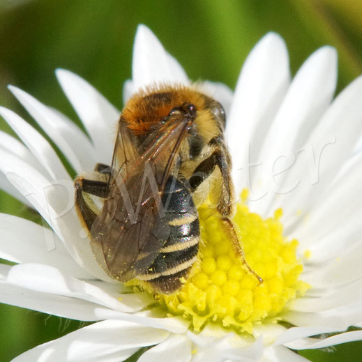 Bild : Rotbeinige Körbchen-Sandbiene, Andrena dorsata, am Gänseblümchen