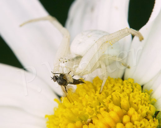 Bild: Veränderliche Krabbenspinne, Misumena vatia, Araneae, Thomisida, Spinnen, Beute, goldenrod crab spider, Wiesen-Margerite, Leucanthemum vulgare