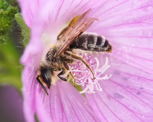 Bild: Glockenblumen-Sägehornbiene, Melitta haemorrhoidalis, Moschusmalve, Malva moschata, Malvaceae, rosa Blüte, pink Blüte, oligolektische Wildbiene