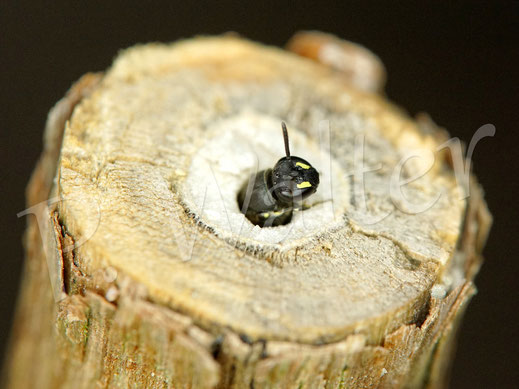 Bild: eine kleine Gewöhnliche Maskenbiene, Hylaeus communis, hat einen markhaltigen Stängel als Nistplatz angenommen