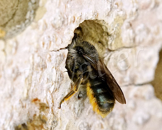 Bild : Schöterich-Mauerbiene, Weibchen, Osmia brevicornis, Wildbiene, oligolektisch