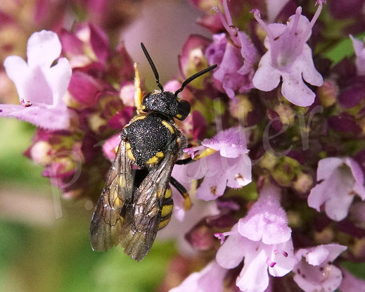 Bild: Gelbe Düsterbiene, Stelis signata, Kuckucksbiene, Wildbiene, Echter Dost, Oregano, Origanum vulgare, Lippenblütler