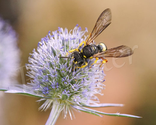 Bild: Bienenjagende Knotenwespe, Cerceris rybyensis, Grabswespe, digger wasp, Faltenwespe, am Mannstreu, Eryngium, Edeldistel 