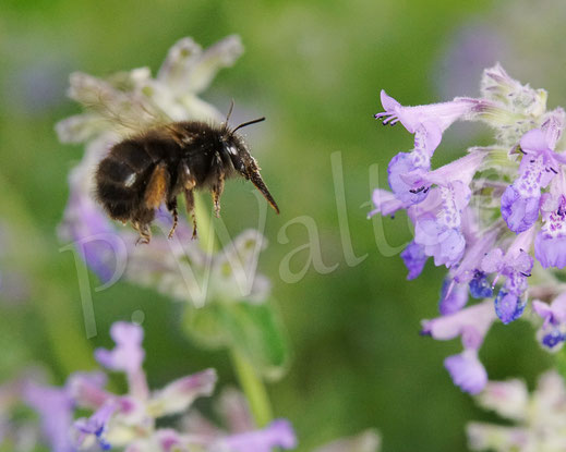 Bild: Frühlings-Pelzbiene, Anthophora plumipes, Weibchen an der Katzenminze, Nepeta, Catnip, Flower Bee, Wildbiene