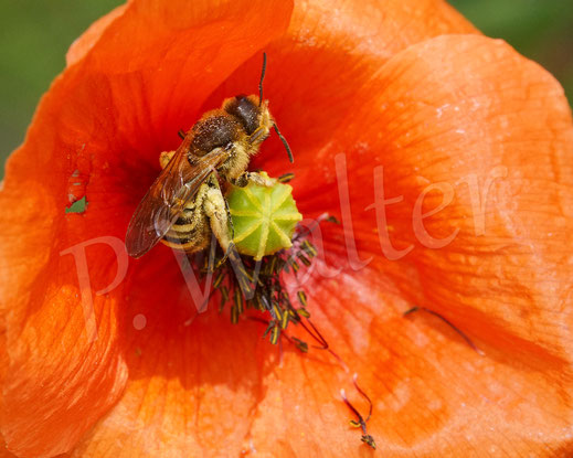 Bild: Gelbbindige Furchenbiene, Halictus scabiosae, Weibchen in einer Mohnblüte, Papaver, Wildbiene, Klatschmohn