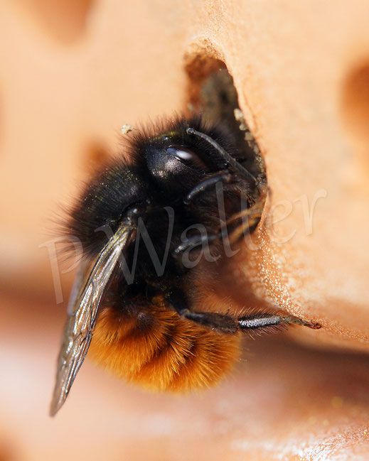 Bild: Osmia cornuta, Gehörnte Mauerbiene, Wildbiene, wildbee, masonbee, Weibchen, Tonstein, Bienenstein, Nistgang