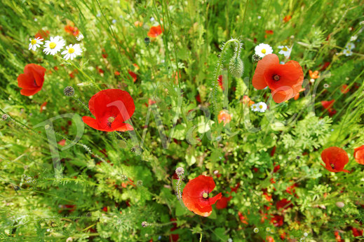 Bild: Mohnblüte, Klatschmohn