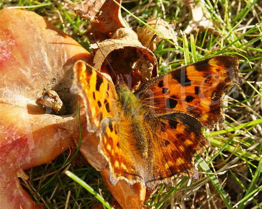 C-Falter, Comma butterfly, Schmetterling, Tagfalter Edelfalter, Polygonia c-album, Nymphalis c-album