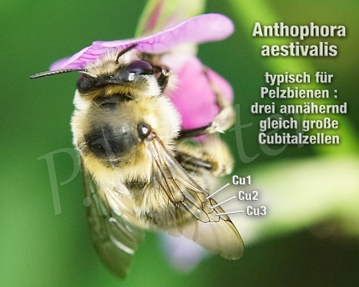 Bild: Bestimmungshilfe Cubitalzellen, Pelzbienen, Anthophora, Wildbiene, wildbee, Wildbienenbestimmung