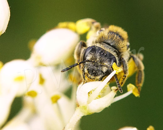 Bild: Rotbeinige Körbchen-Sandbiene, Andrena dorsata, Weibchen, Bienenbaum, Euodia hupehensis, Tetradium daniellii var. hupehensis, Tausendblütenstrauch, weiße Blüten, Wildbiene, wildbee