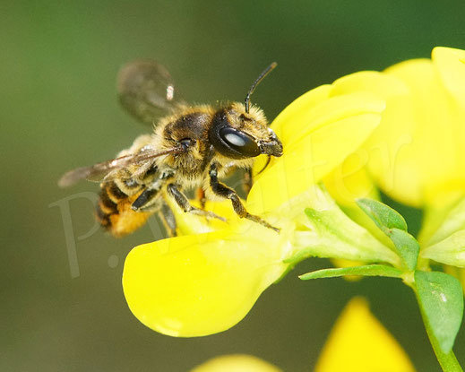 Bild: Weibchen, Buntfarbigen Blattschneiderbiene, Megachile versicolor, leafcutter bee, Megachilidae, Wildbiene, wildbee, Hornklee, Schmetterlingsblütler, Fabaceae