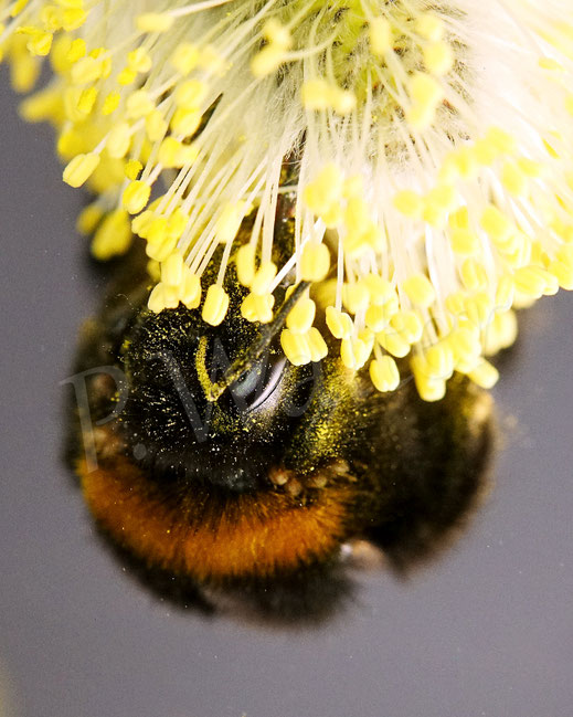 Bild: Erdhummelkönigin, Bombus cf. terrestris, an der Hängekätzchenweide, Salix caprea Pendula, Salweide, Frühblüher, wichtig für Insekten, Wildbienen