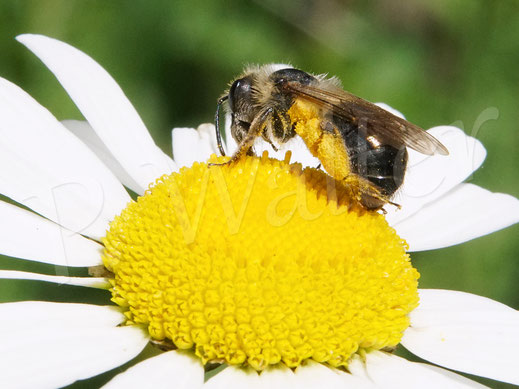 22.05.2022 : Aschgraue Sandbiene, Düstersandbiene, Weibchen an einer Margeritenblüte, Andrena cineraria