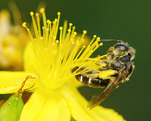 Bild: Rotbeinige Körbchen-Sandbiene, Andrena dorsata, am Johanniskraut, Hypericum perforatum, Wildbiene wildbee