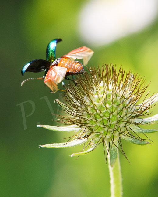 Bild: Prächtiger Blattkäfer, Goldglänzender Blattkäfer, Fasta fastuosa, Chrysolina fastuosa, Chrysomelidae, Chrysomelinae