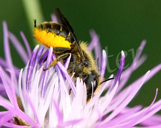 Bild: Osmia leaiana, Zweihöckrige Mauerbiene, Distel-Mauerbiene, Weibchen, Wiesen-Flockenblume, Centaurea jacea, Korbblütler, Asteraceae, oligolektische Wildbiene, Apidae, Hymenoptera