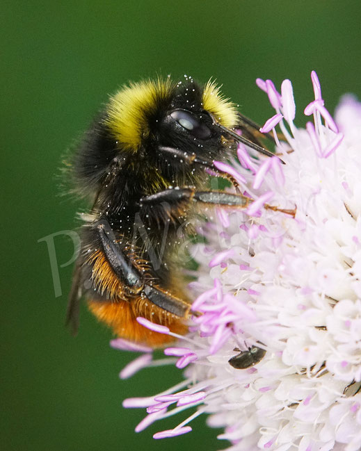 Bild: Steinhummel, Drohn, Männchen, Bombus lapidarius, an der Tauben-Skabiose, Scabiosa columbaria