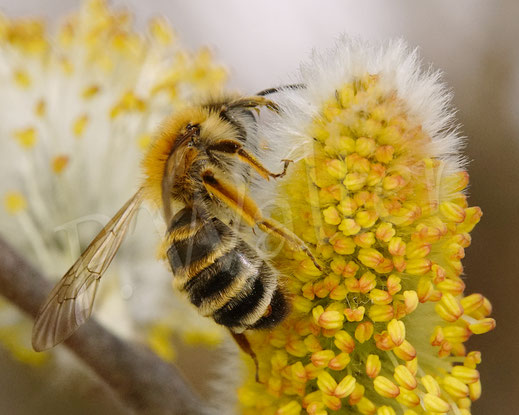 Bild: Weiße Bindensandbiene, Schwere Sandbiene, Andrena gravida, miningbee Wildbiene Wildbienen wildbee Weidenkätzchen Kätzchenweide wildbee willow, Salweide, Salix caprea