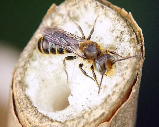 08.07.2013 : Schwarzspornige Stängel-Mauerbiene, Stängelbiene, Hoplitis leucomelana, Osmia leucomelana, Nistgang im markhaltigen Stängel, markhaltiger Stengel