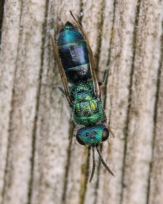 Bild: Blaue Goldwespe, Trichrysis cyanea, Chrysis cyanea, Chrysididae