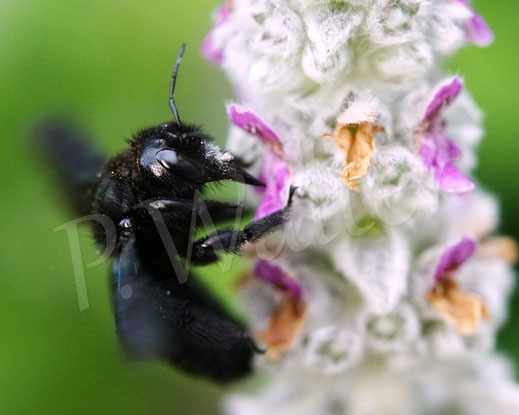 Bild: Blauschwarze Holzbiene, Große Holzbiene, Xylocopa violacea, Weibchen, Wollziest, Wolliger Ziest, Stachys byzantina, Wildbiene, Lippenblütler, Lamiaceae, Apidae, Hymenoptera