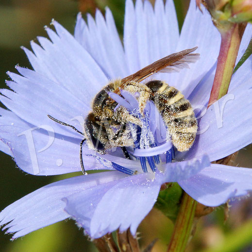 Bild: verblichenes Weibchen der Gelbbindigen oder eine Sechsbindige Furchenbiene an der Wegwartenblüte