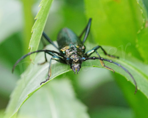 Bild: Moschusbock, Moschusbockkäfer, Aromia moschata, Männchen, musk beetle, Bockkäfer, Käfer, bug, beetle, Coleoptera, Cerambycidae