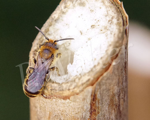08.07.2013 : Schwarzspornige Stängel-Mauerbiene, Stängelbiene, Hoplitis leucomelana, Osmia leucomelana, Nistgang im markhaltigen Stängel, markhaltiger Stengel