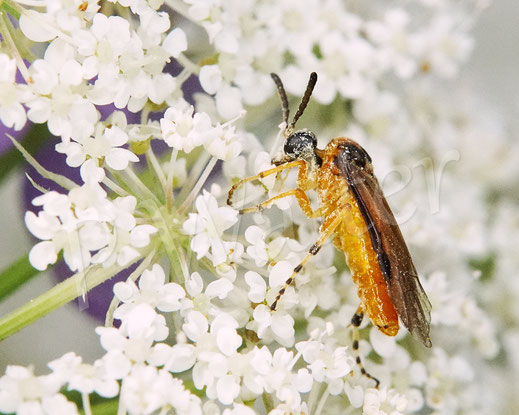 Bild: Rübsenblattwespe, Athalia rosae, Echte Blattwespen, Tenthredinidae, Wilde Möhre, Daucus carota subsp. carota, Doldenblütler, Apiaceae