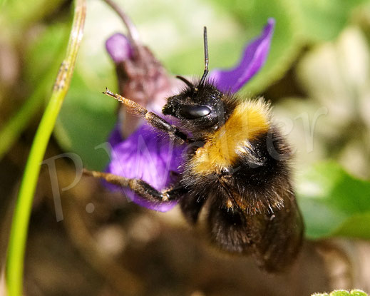 Bild: wahrscheinlich eine Wald-Kuckuckshummel, Bombus cf. silvestris, am Veilchen, Violoideae