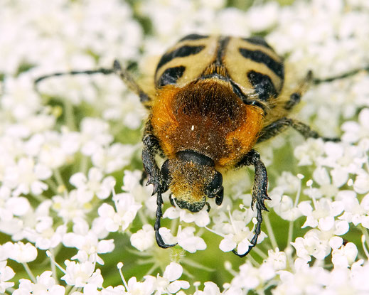 Bild: Gebänderter (?) Pinselkäfer, Trichius cf. fasciatus, Wilde Möhre, Daucus carota subsp. carota, Doldenblütler, Apiaceae, Blatthornkäfer, Scarabaeidae