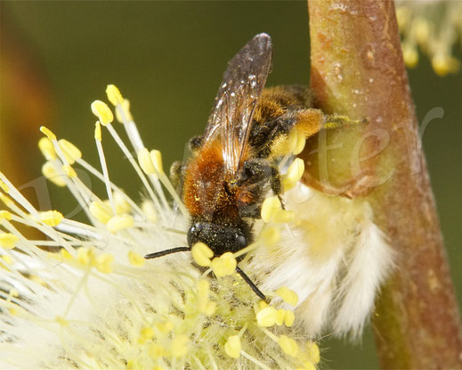 Bild: Zweifarbige Sandbiene Andrena bicolor miningbee Wildbiene Wildbienen wildbee Weidenkätzchen Kätzchenweide willow