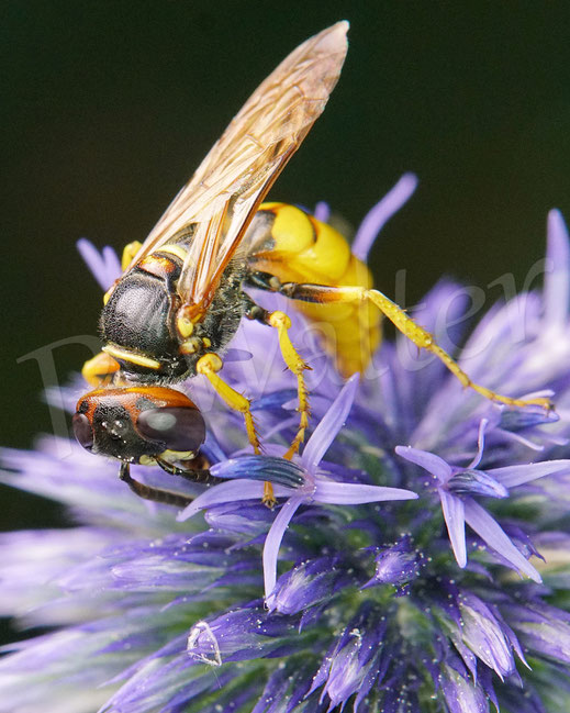 Bild: Bienenwolf, Philanthus triangulum, Weibchen, Crabronidae, Grabwespe, bee wolf, digger wasp, solitary wasp, Kugeldistel, Echinops