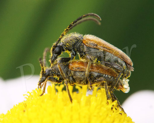 Bild: Kleiner Halsbock, Pseudovadonia livida, Bleicher Blütenbock, Gelbflügeliger Halsbock, bei der Paarung, Käfer, Coleoptera, Polyphaga, Bockkäfer, Cerambycidae, Schmalböcke, Schmalbock, Lepturinae, Wiesen-Margerite, Leucanthemum vulgare