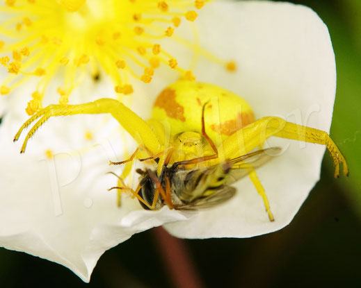 Bild: Veränderliche Krabbenspinne, gelbe Färbung, Misumena vatia, Araneae, Thomisida, Spinnen, Beute, Sandbiene, goldenrod crab spider, Blüte der Kletterrose Rosa helenae