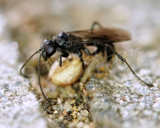 Bild: Tönnchenwegwespe, Auplopus cf. carbonarius, mit einer Spinne als Beute, Wegwespen, Pompilidae