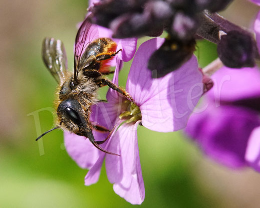 Bild : Schöterich-Mauerbiene, Weibchen, Osmia brevicornis, Wildbiene, oligolektisch, Violetter Schöterich, Erysimum cheiri 'Bowles Mauve', Kreuzblütler, Brassicaceae