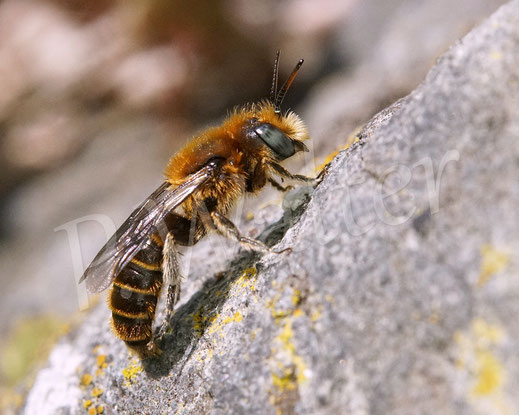 Bild: Männchen der Natternkopf-Mauerbiene, Hoplitis adunca / Osmia adunca, oligolektische Wildbiene
