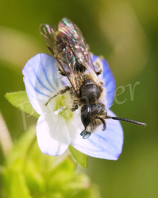 Bild: kleine Sandbiene, Andrena minutula-Gruppe, Zwergsandbiene, Persischer Ehrenpreis, Veronica persica, Apiaceae, Wildbiene