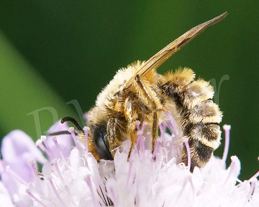 Bild: Gewöhnliche Bindensandbiene, Gemeine Sandbiene, Andrena flavipes, Männchen, zweite Generation, Gemeiner Dost, Oregano, Wildbiene, Blüte, Tauben-Skabiose, Scabiosa columbaria